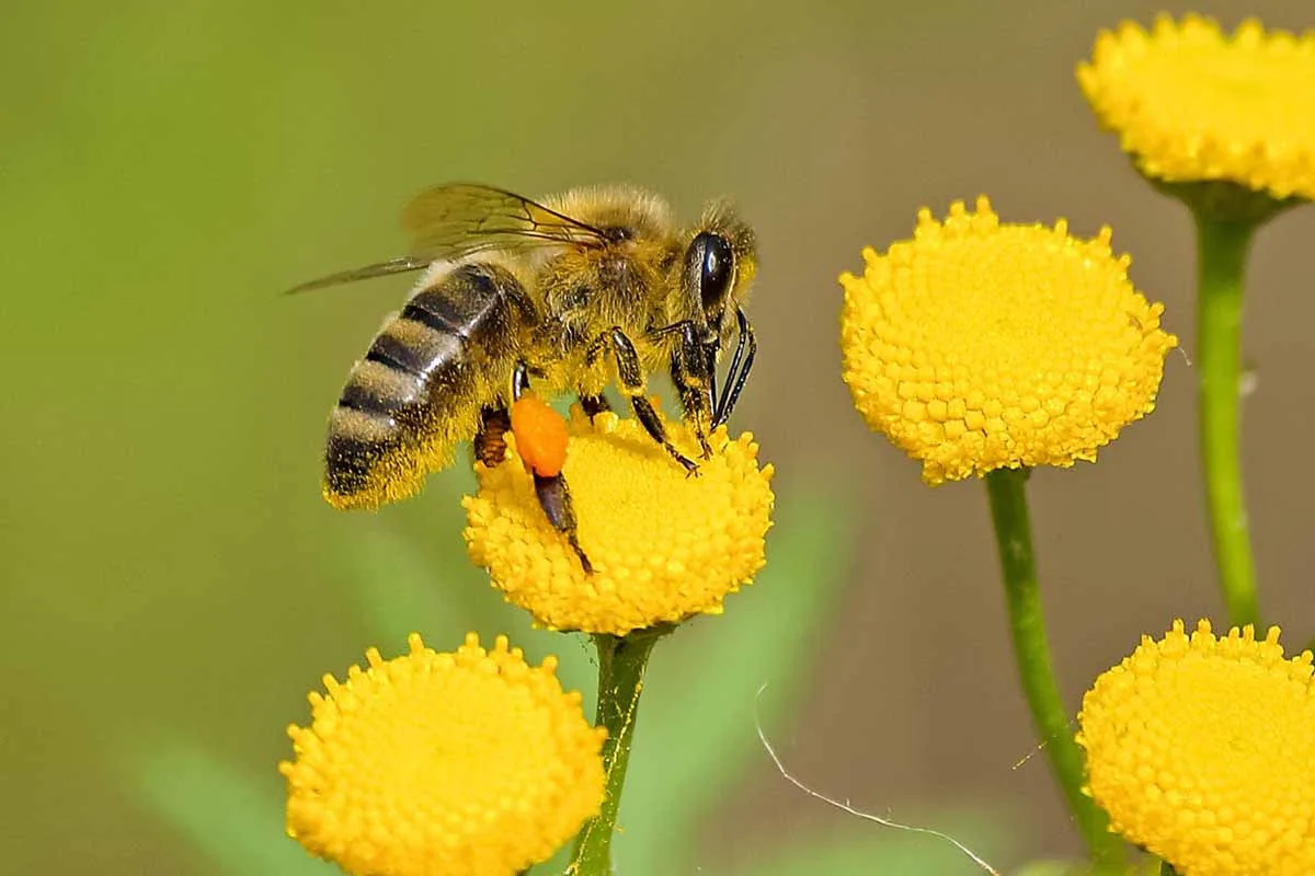Environmental Allergy Testing Yaletown Environmental Allergy Testing Yaletown